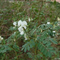 Tephrosia villosa (L.) Pers.